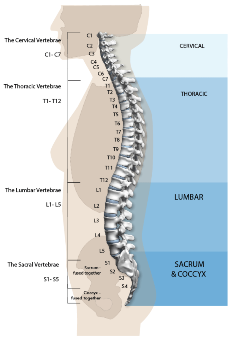 Unlock Your Spine Reviews: Is Not That Difficult As You Think